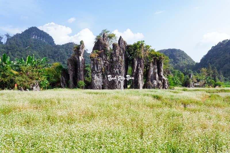 hoa tam giác mạch Thạch Sơn Thần