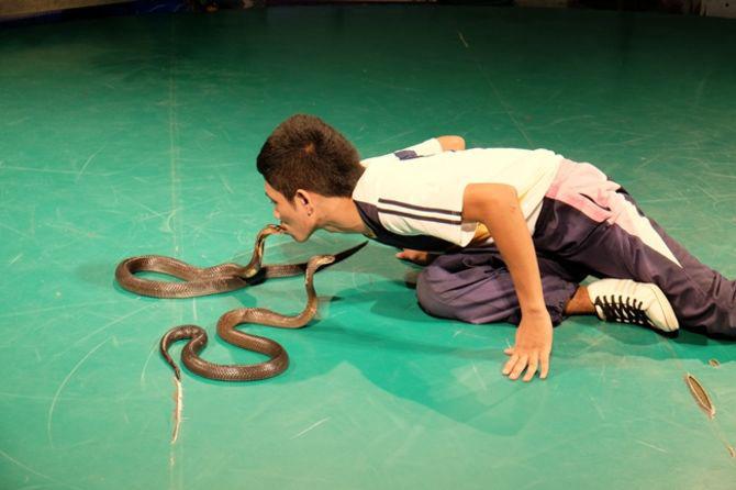 Viện nghiên cứu Hoàng Gia Snake Farm 