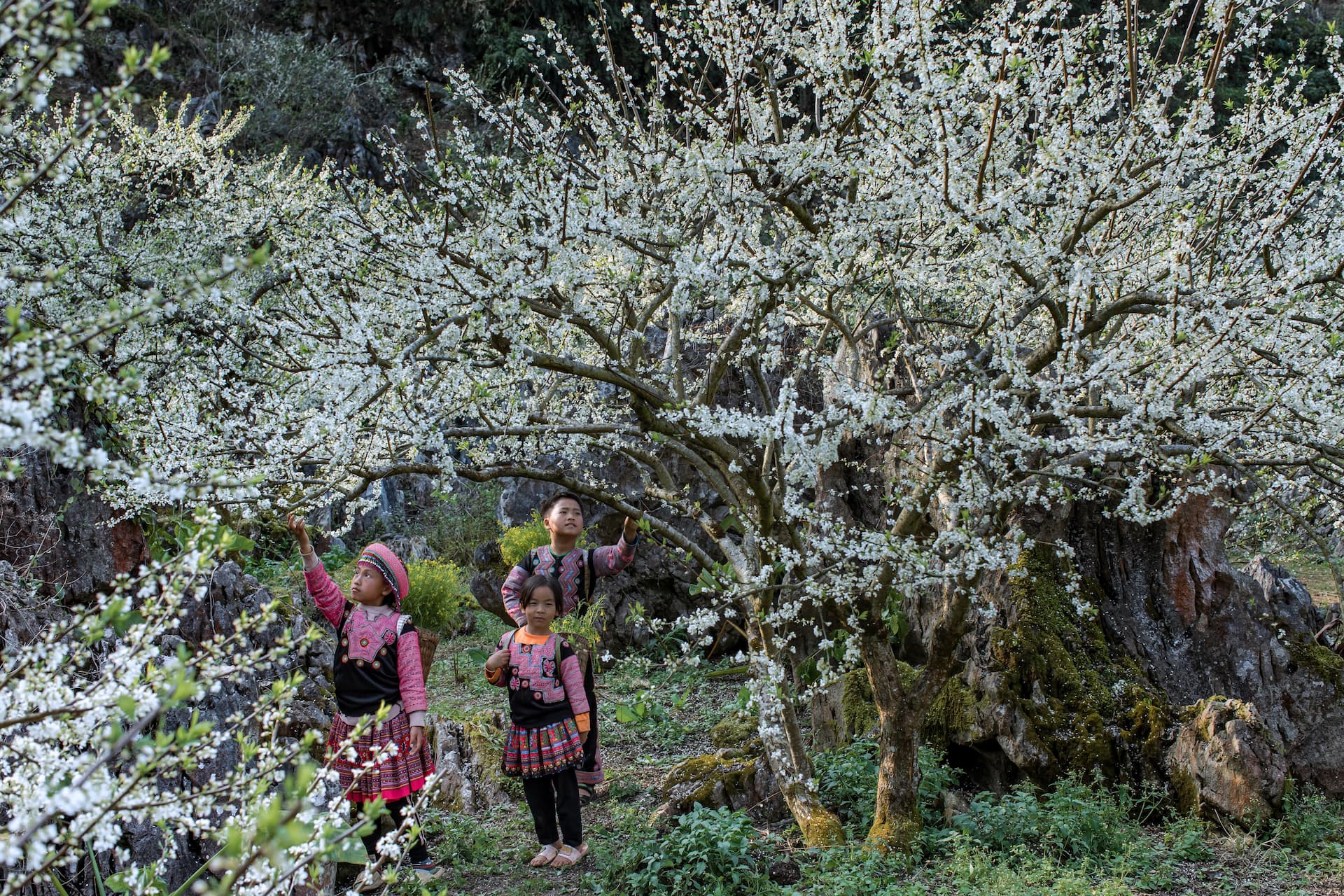 thung lũng mận nà ka