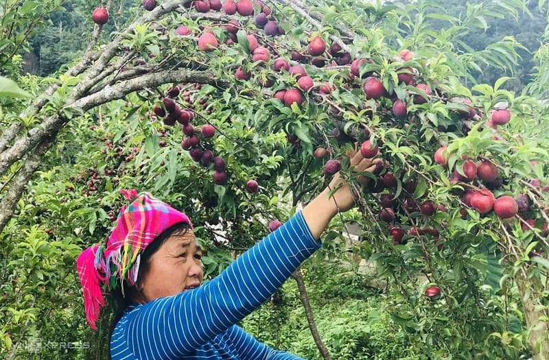 mận đá