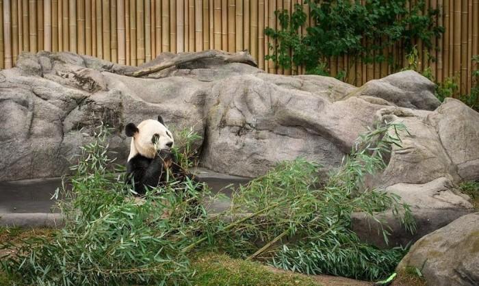 Khu Công viên Gấu Trúc Trùng Khánh
