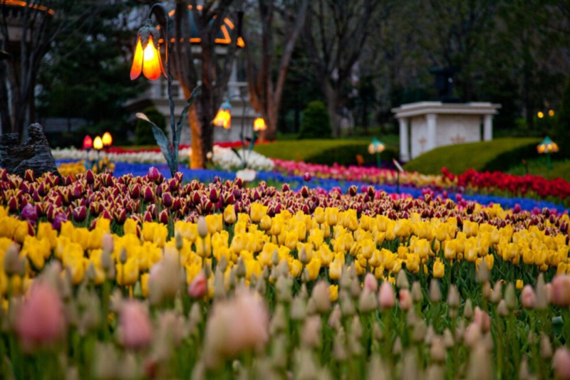 lễ hội hoa tulip tại thổ nhĩ kỳ