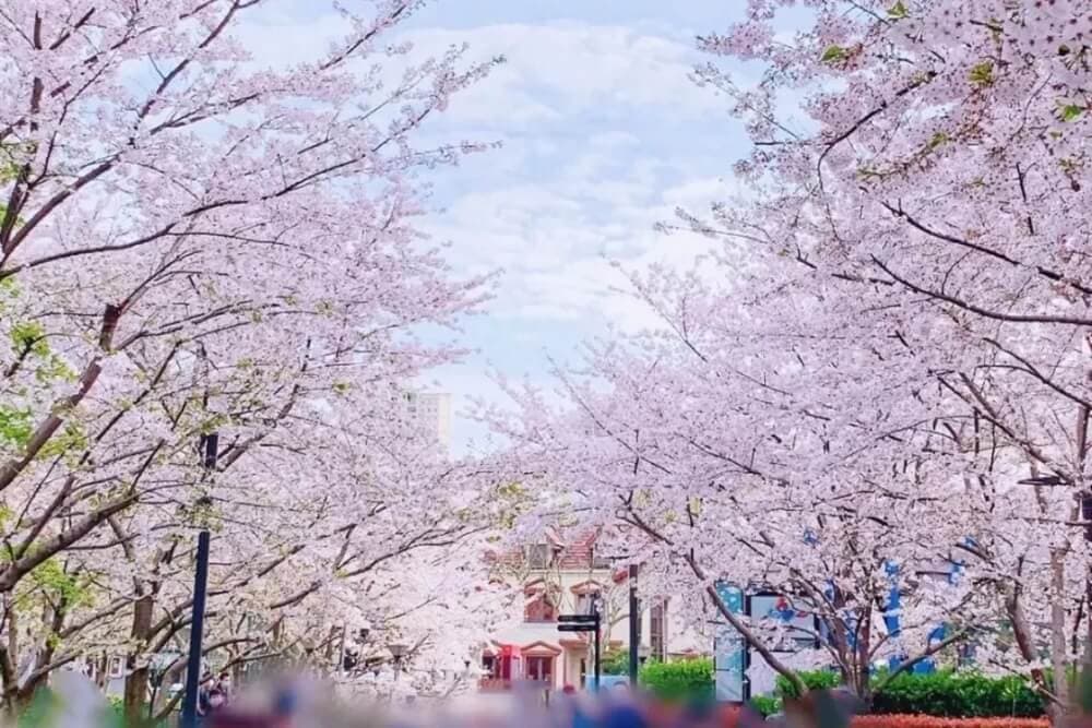 hoa anh đào trung quốc