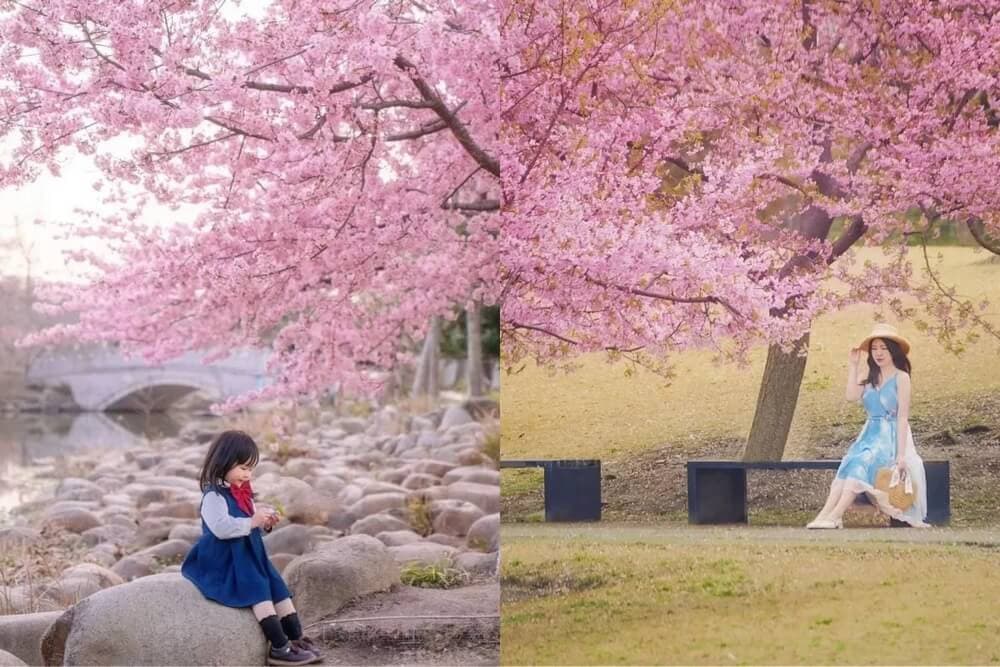 lễ hội hoa anh đào trung quốc