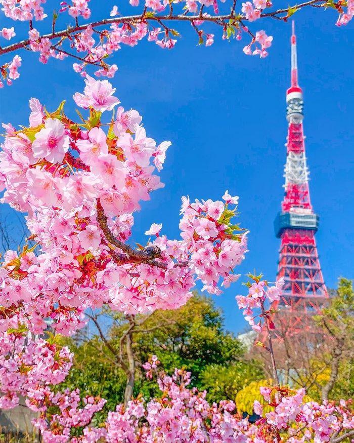 ngắm hoa anh đào Tokyo