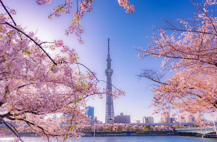 Công viên Sumida - Ngắm hoa anh đào cùng Tokyo Skytree