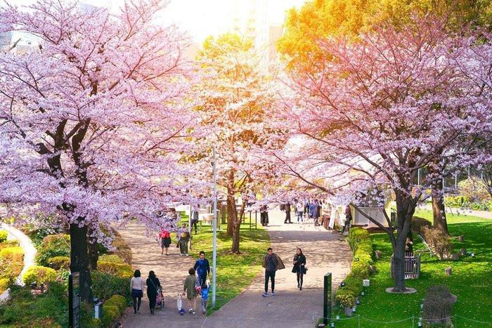 Kinh nghiệm ngắm hoa anh đào ở Tokyo