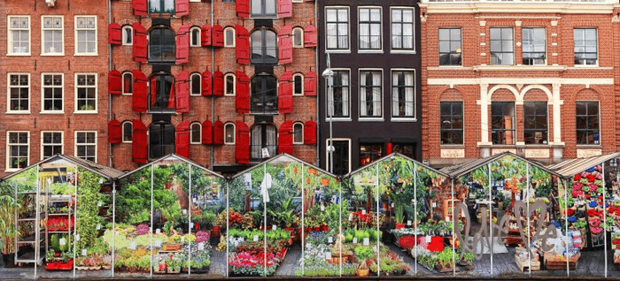 chợ hoa amsterdam