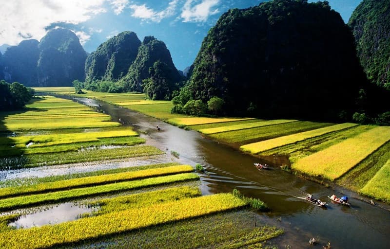 tam cốc mùa lúa chín