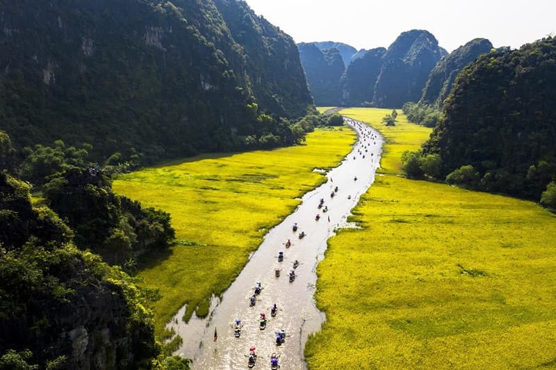 tam cốc mùa lúa chín