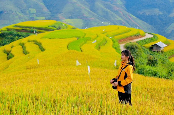 bản xím vàng mùa lúa chín