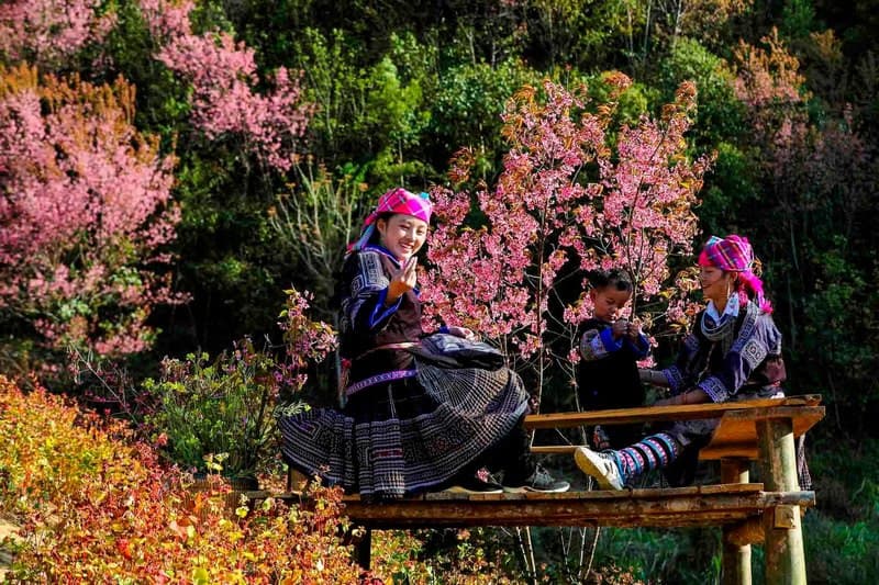 Hoa Tớ Dày Mù Cang Chải