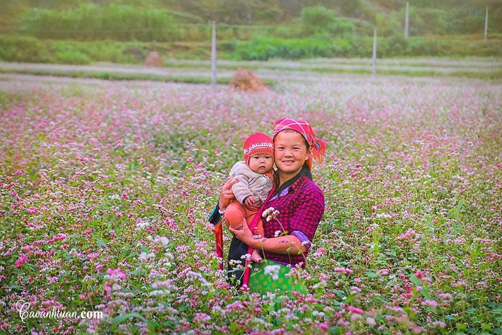 hoa tam giác mạch hà giang nở rộ