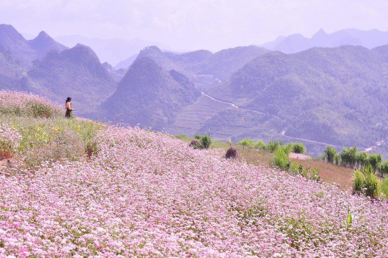 mùa hoa tam giác mạch hà giang