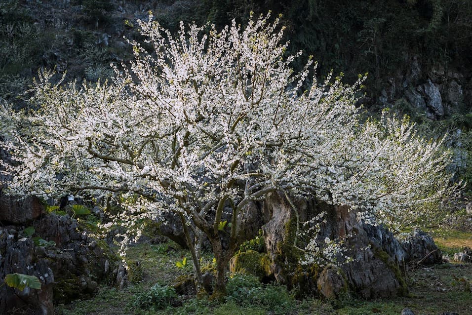 Thung lũng Mận Nà Ka