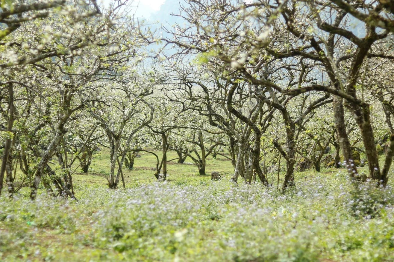 Thung lũng Mận Nà Ka