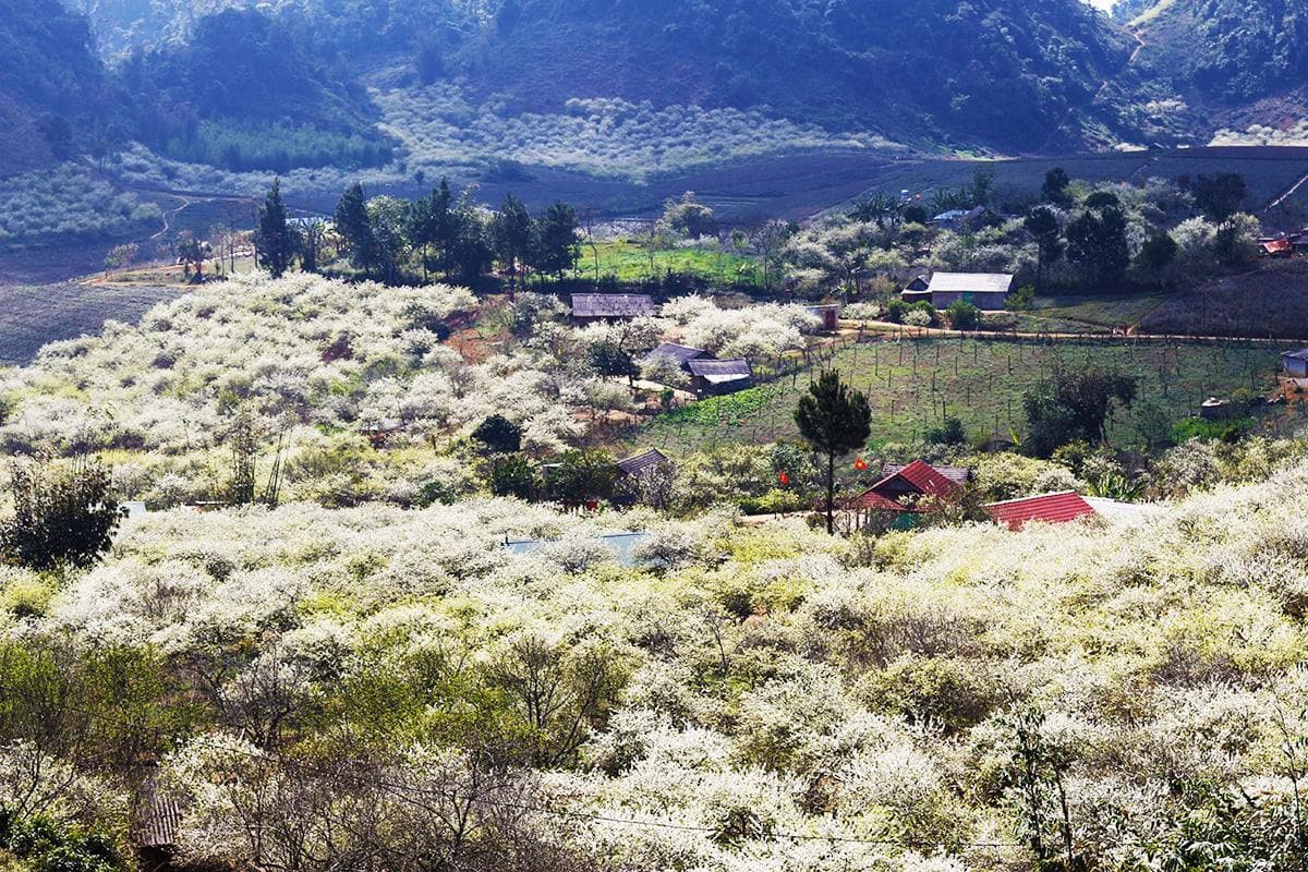 Thung lũng mận Nà Ka Mộc Châu