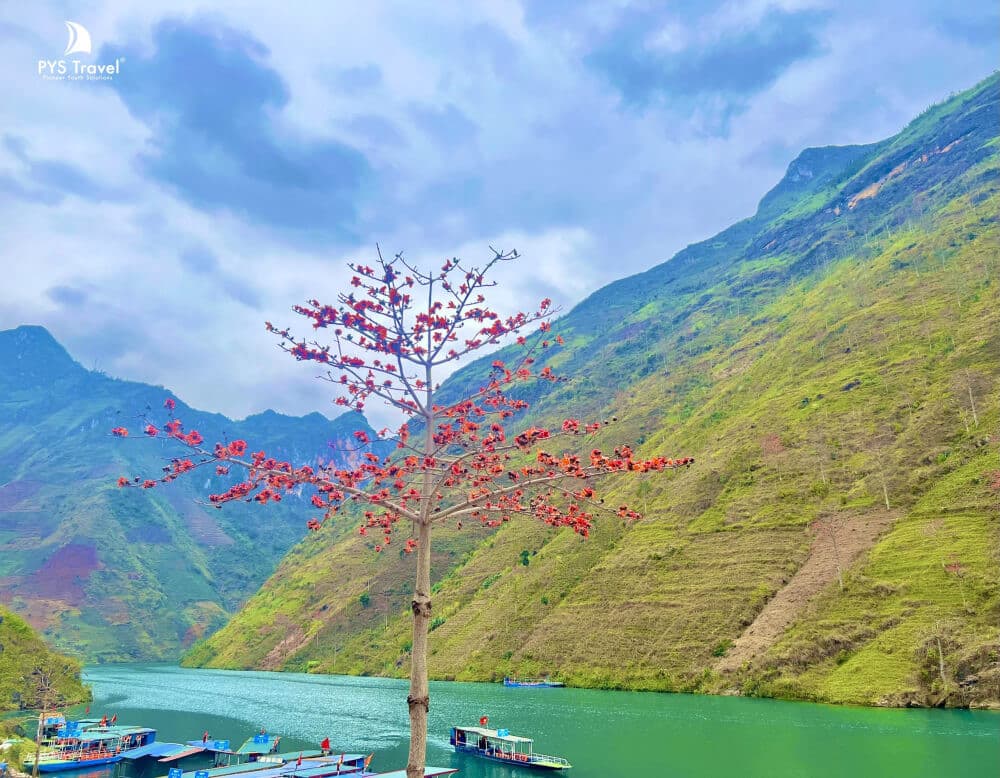 hoa gạo rực đỏ ở sông nho quế