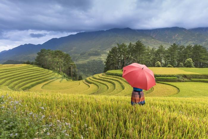 Mù Cang Chải