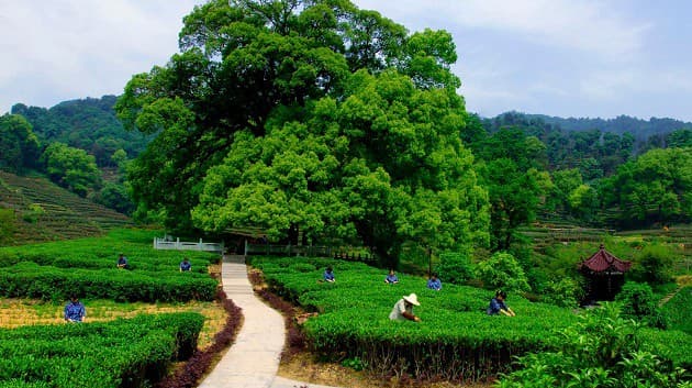 Làng chè Long Tỉnh