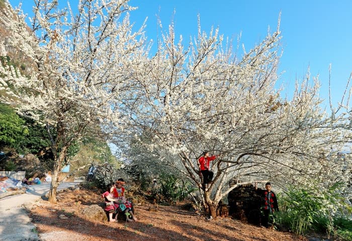 hoa mơ trắng hà giang