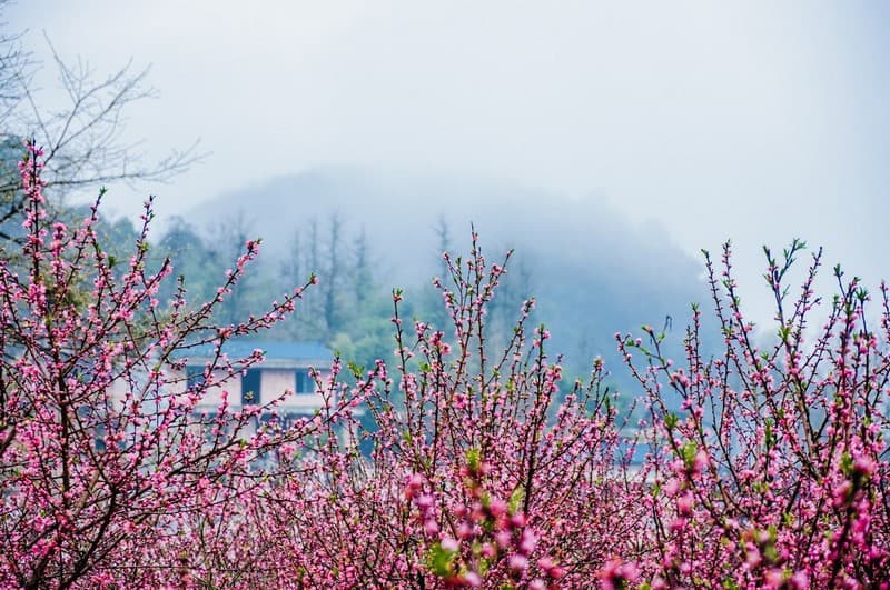 Mùa hoa đào hà giang nở rộ