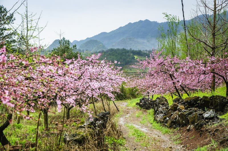 Hoa đào Hà Giang