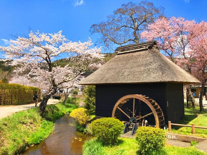 Làng văn hóa Oshino Hakkai, tour Nhật Bản, du lịch Nhật Bản mùa hoa anh đào