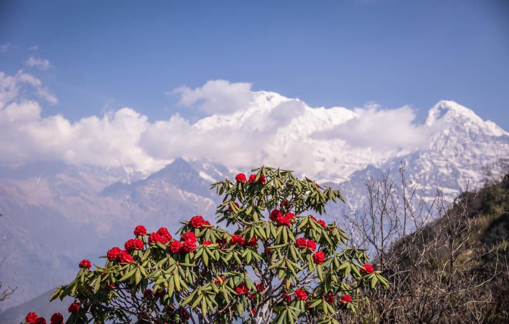 mùa xuân tại nepal