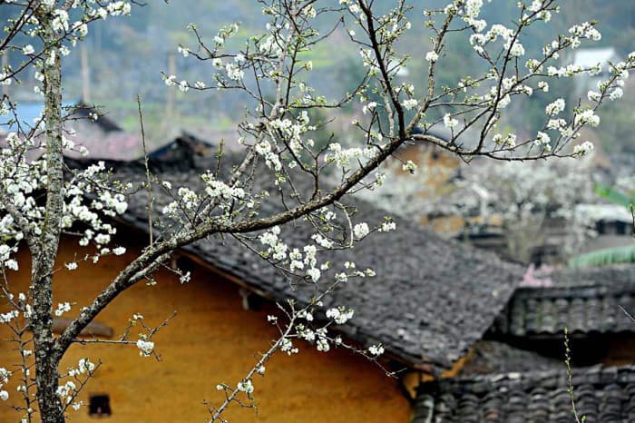 Hoa mận nở rộ ở Hà Giang