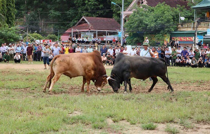 Lễ hội chọi bò hà giang