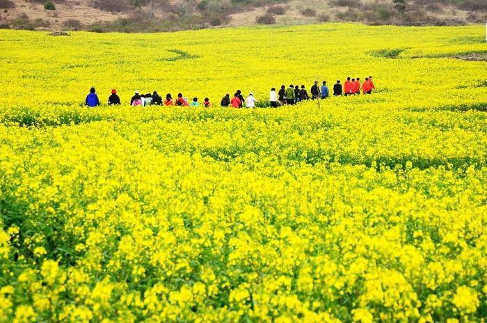 Cánh đồng hoa cải vàng hà giang