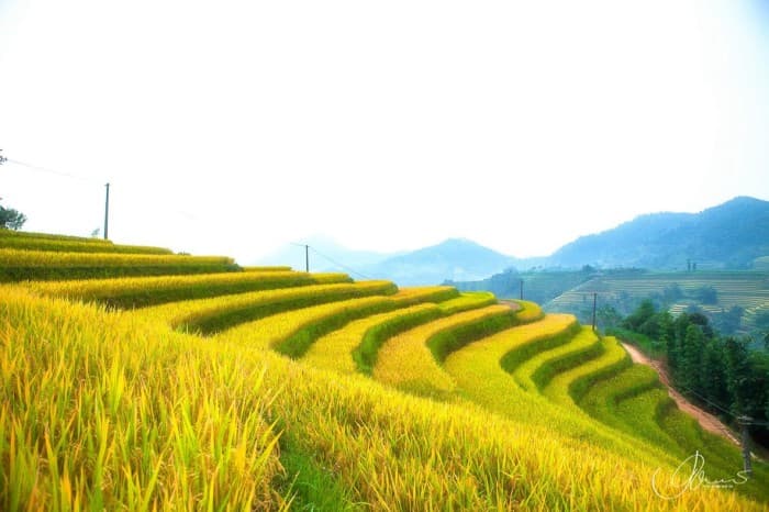 Những bông lúa chín vàng ở  Hà Giang