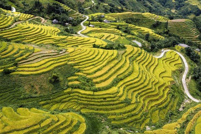 Ruộng bậc thang mùa lúa chín ở Hà Giang