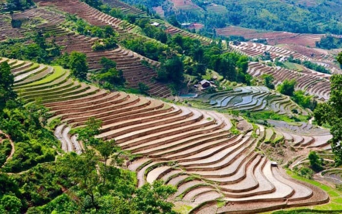 ruộng bậc thang tại Hoàng Su Phì