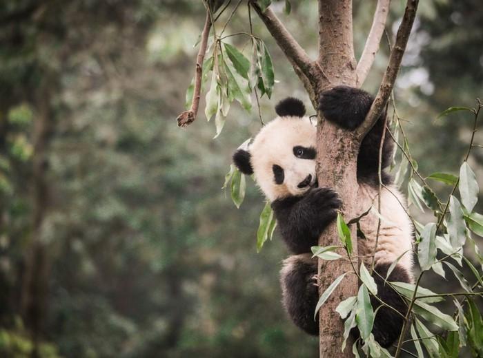 Những chú gấu trúc tại Vườn gấu Panda