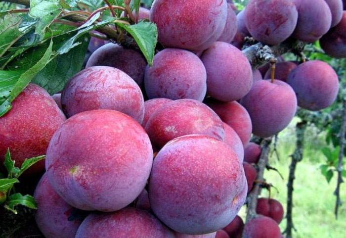 Mộc Châu mùa mận chín, tour du lịch Mộc Châu