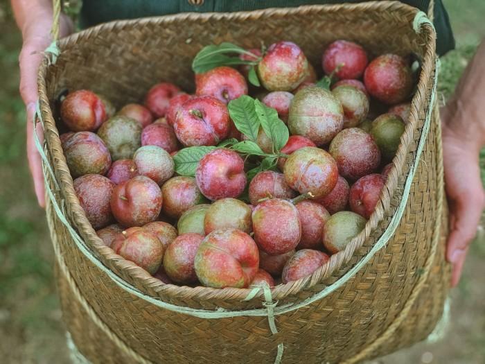 Mộc Châu mùa mận chín, tour du lịch Mộc Châu