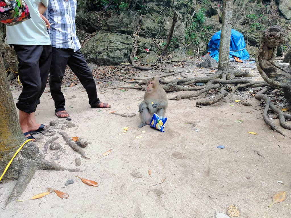 đảo khỉ cát bà