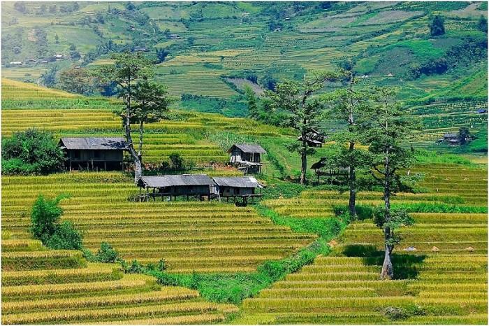 bản lìm mông