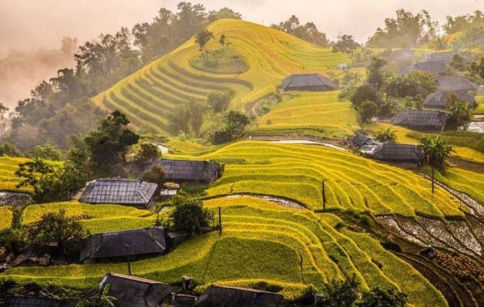 mùa lúa chín hà giang