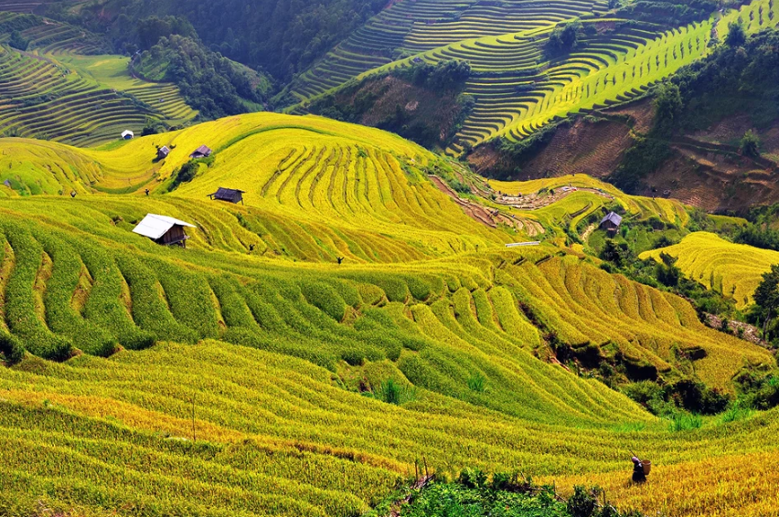 ruộng bậc thang dế xu phình mù cang chải