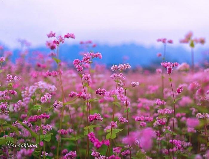 hoa tam giác mạch