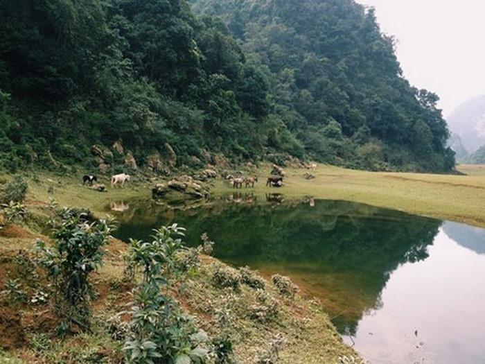 đàn bò thong dong gặm cỏ