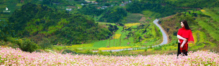 Cung đường hoa tam giác mạch Hà Giang 