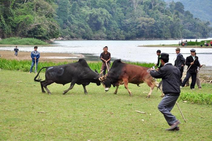 Chọi trâu mùa xuân tại hồ Ba Bể