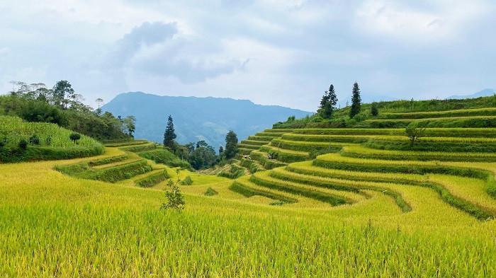 ruộng bậc thang Hoàng Su Phì