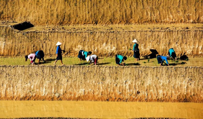 hoàng su phì mùa nước đổ