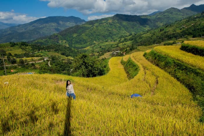 hoàng su phì mùa lúa chín