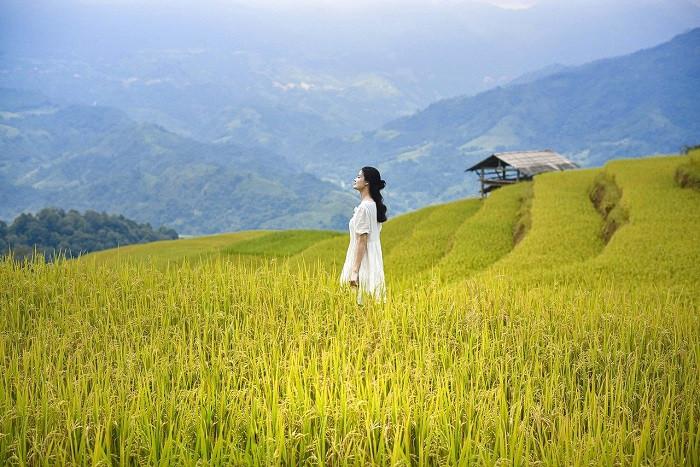 vẻ đẹp lúa chín hoàng su phì